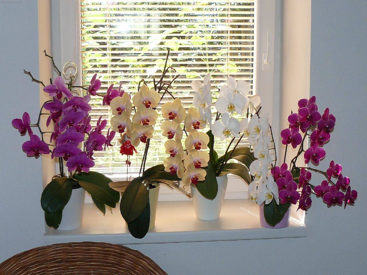 Подбираем грунт для орхидей фаленопсис