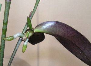 Возможно ли размножение орхидей корнями в домашних условиях?