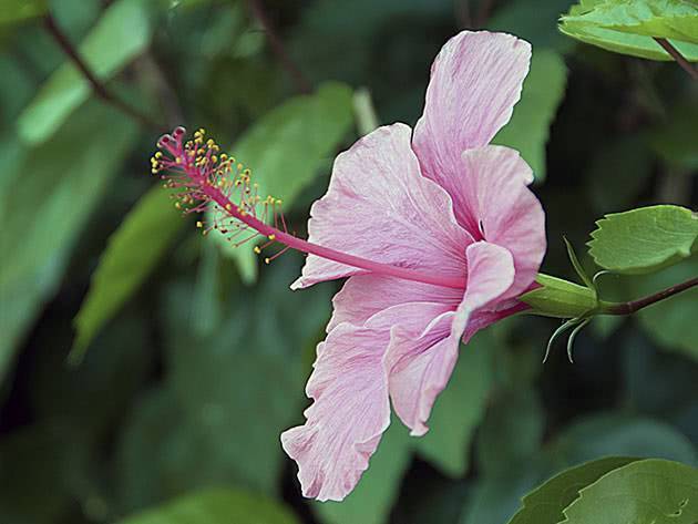 Эффектные цветы для дачи: посадка гибискуса в открытый грунт и секреты ухода за растением