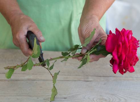 Особенности сорта и правила посадки морщинистой розы