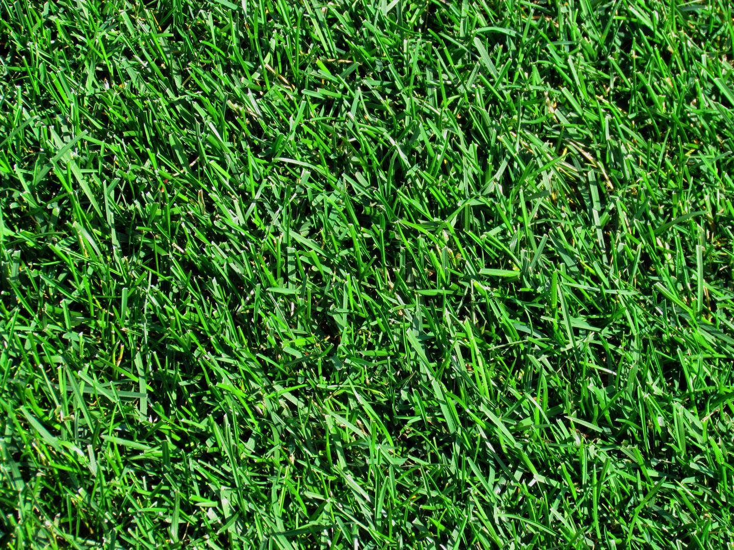 Газонная трава лилипут: лучший выбор для прекрасной лужайки