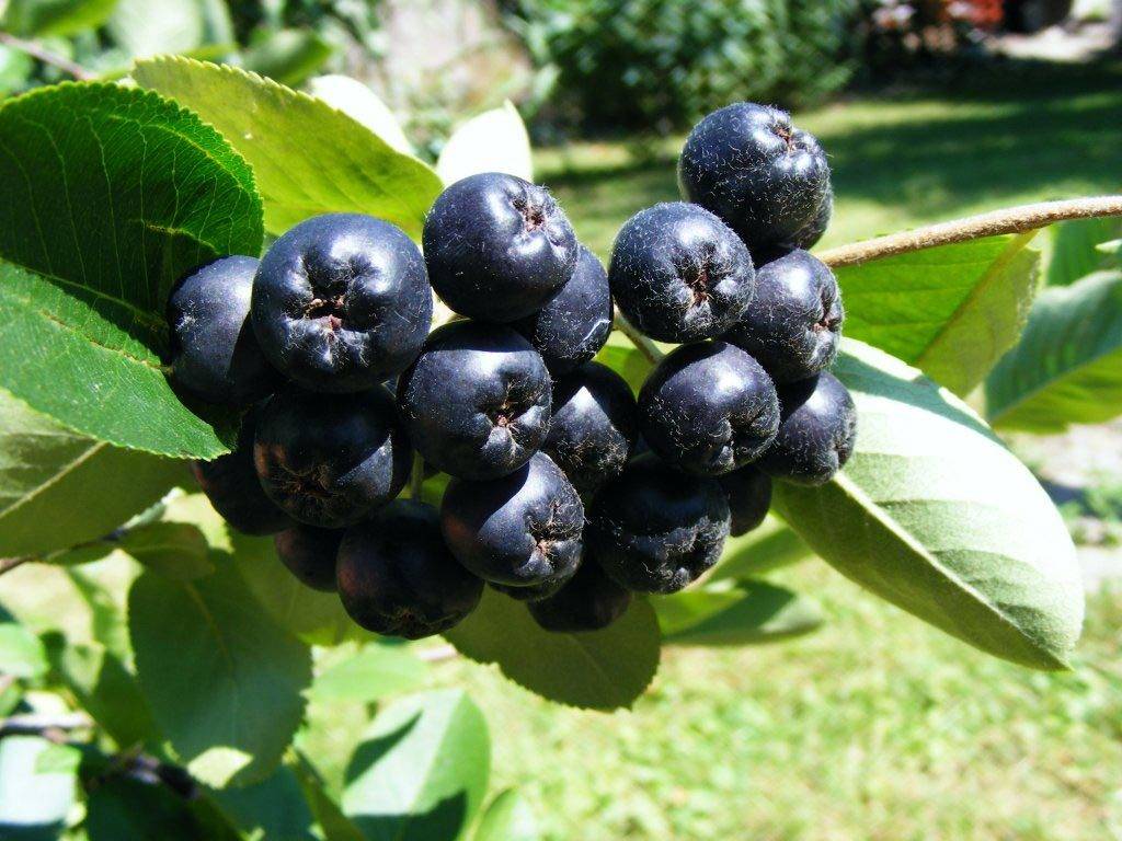 Черноплодная рябина (арония): описание, уход и выращивание