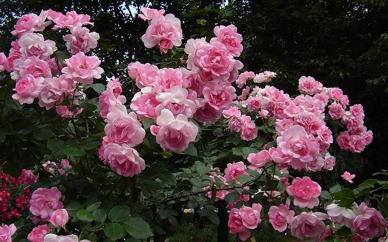 Всё о полиантовых розах, их фото