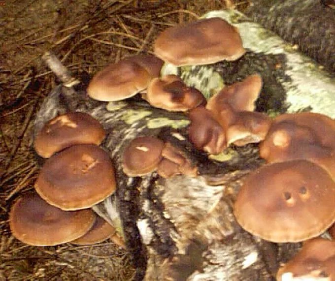 Вот как вырастить на даче любимые белые грибы