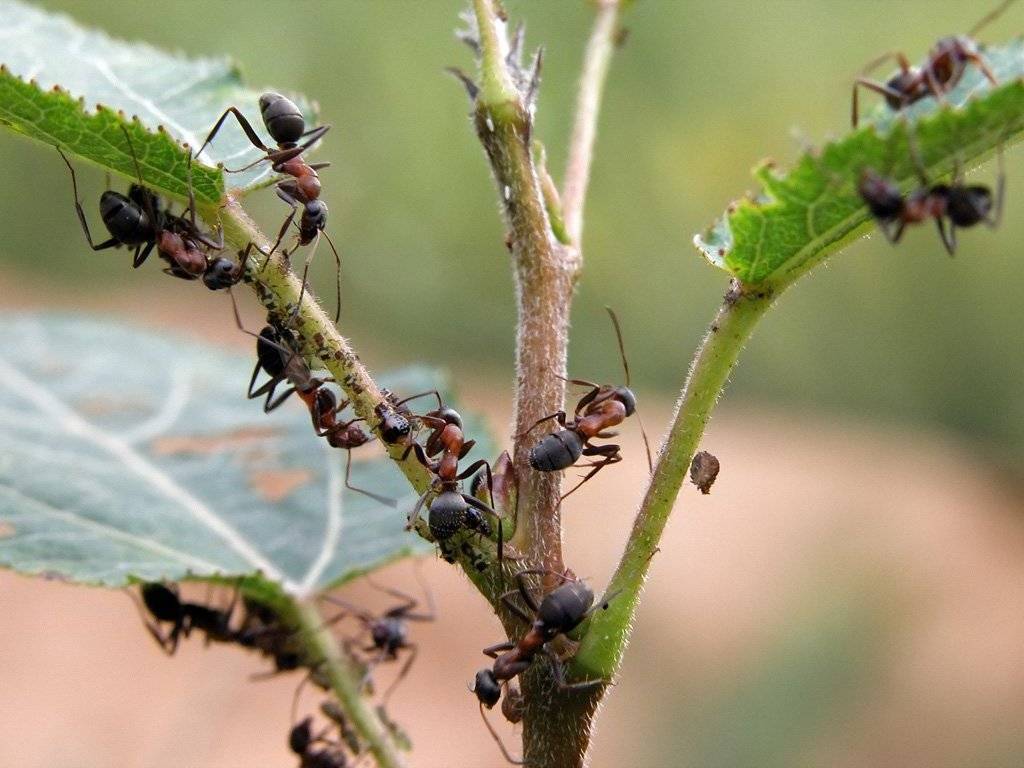 Как избавиться от муравьёв в доме народными средствами. лучшие рецепты, травы для отпугивания