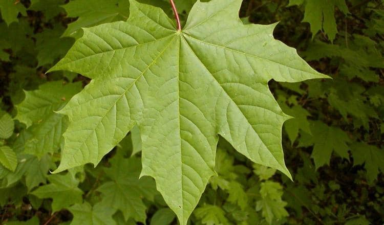 Лечебные свойства листьев клена и противопоказания, отвар, видео