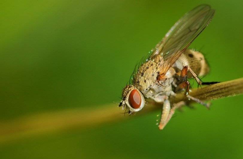Обрабатываем лук от луковой мухи: 8 способов + советы