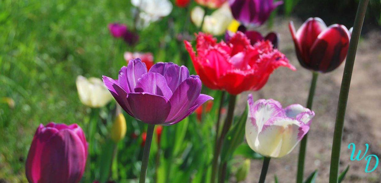 Выгонка тюльпанов к 8 марта и новому году