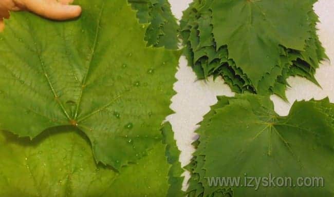 Рецепт долмы из маринованных виноградных листьев. заготовка на зиму