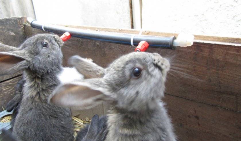 Как правильно сделать и установить поилку для кроликов?