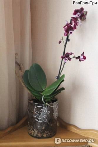 Орхидея в прозрачном горшке: чем обусловлен выбор?