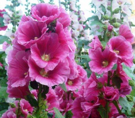 Мальва и шток-роза: отличия, особенности выращивании и ухода