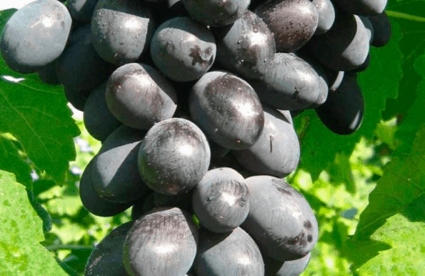 Сорт винограда плевен