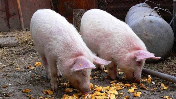 Как и чем кормить свиней?