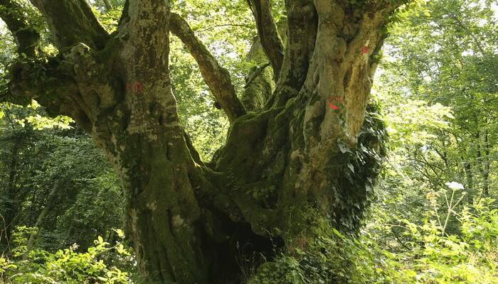 Дерево граб: фото и описание, характеристики и интересные факты