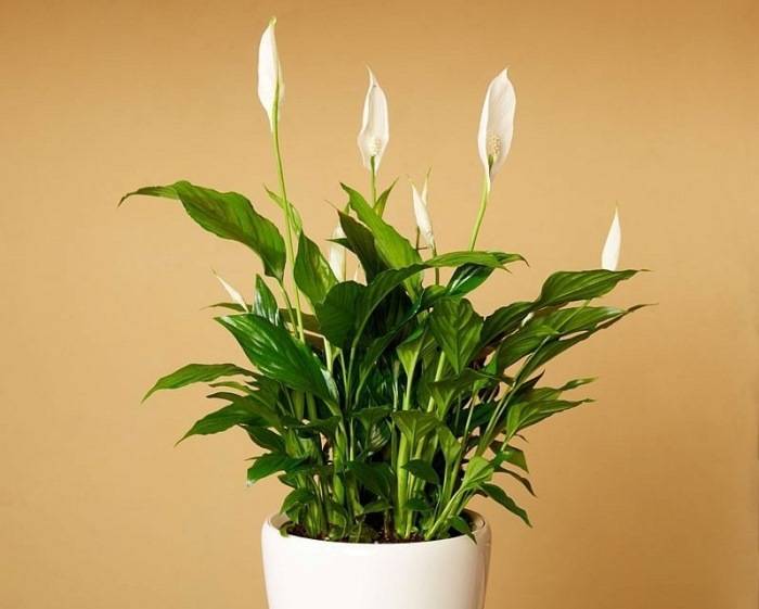 Почему не цветет спатифиллум в домашних условиях