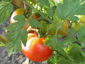 Для выращивания томатов используем метод Маслова