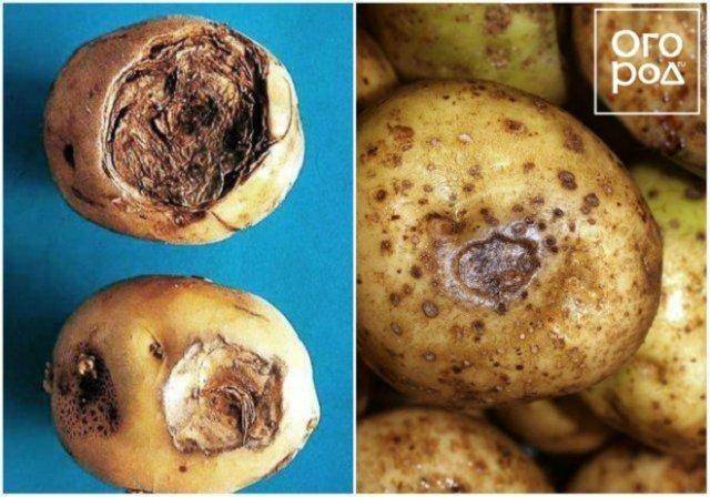 Как определить чем болеет картофель? описание и фото заболеваний картофеля