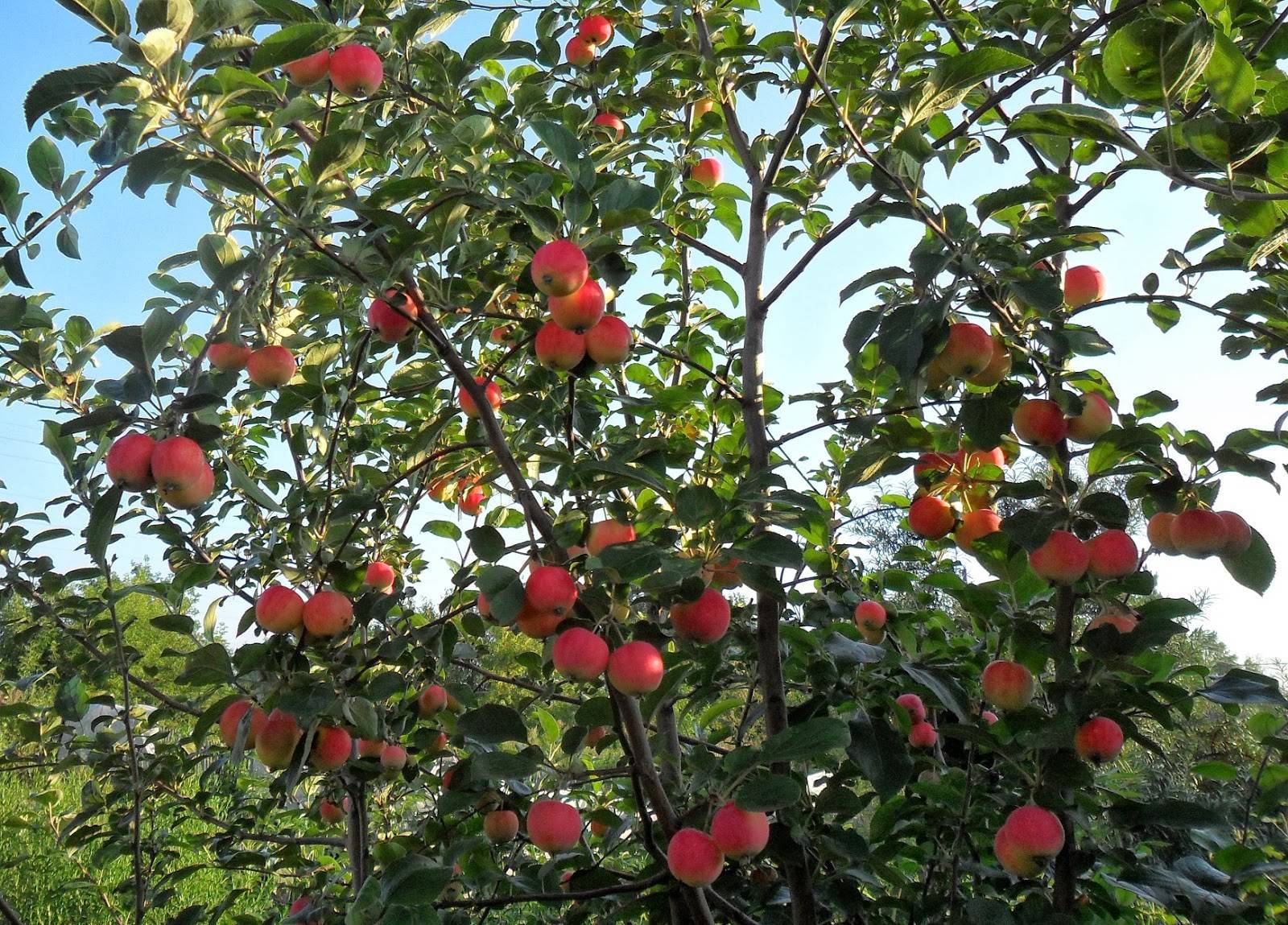 Почему яблоня плодоносит через год?
