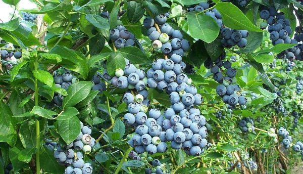 Голубика и черника — в чем разница этих ягод и какая из них полезнее