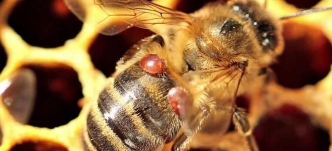 Бипин — скажем «стоп» варроатозу у пчел
