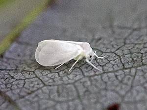 Белокрылка – описание насекомого, как победить коварного врага растений