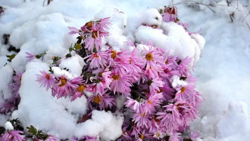 Как правильно посеять цветы под зиму?