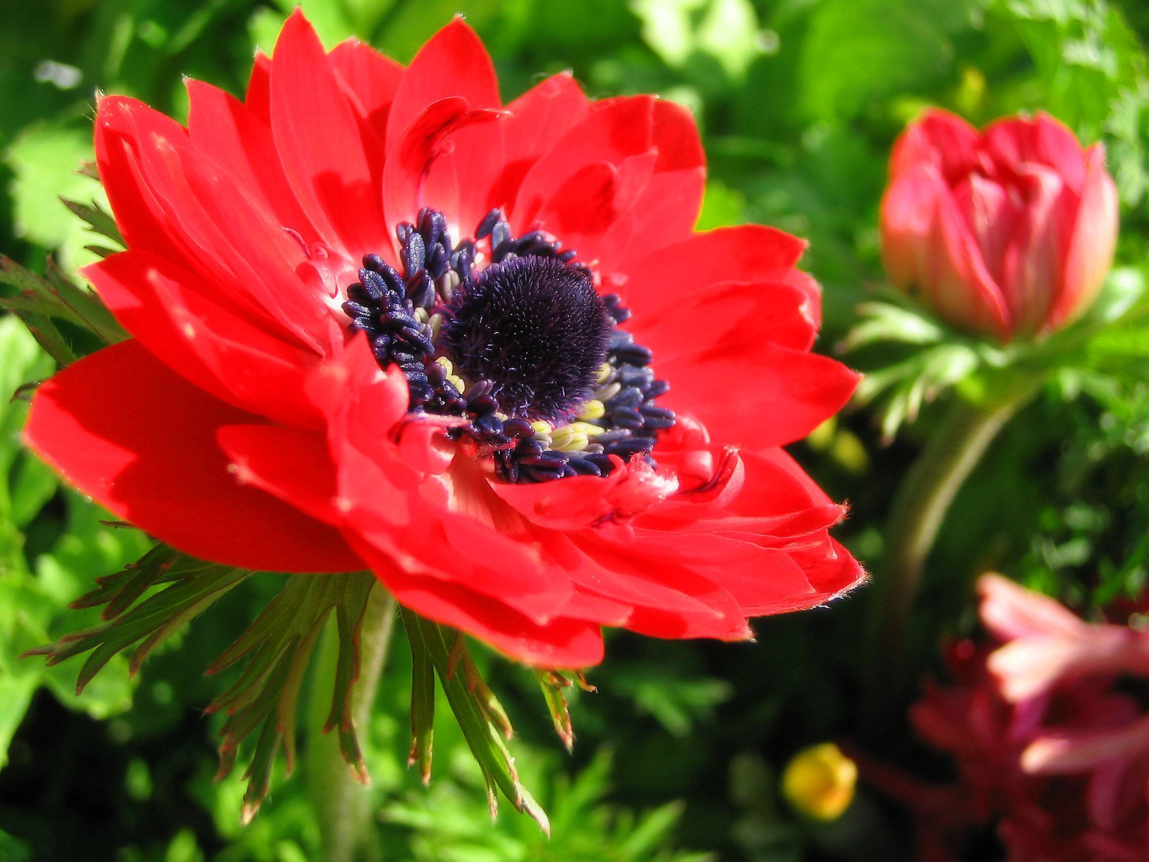 Цветы анемоны (anemone): посадка и уход
