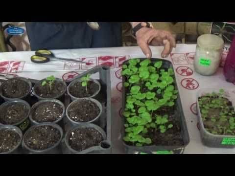 Выращивание пеларгонии из семян: секреты для начинающих