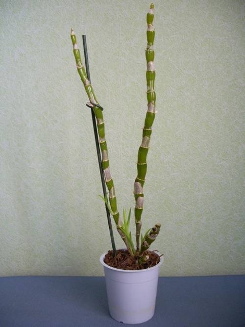 Тонкости пересадки орхидеи дендробиум в домашних условиях — инструкция и фото цветка