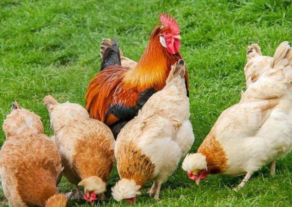 Что делать, если курица клюет своих или чужих цыплят? причины расстройства поведения и способы их устранить