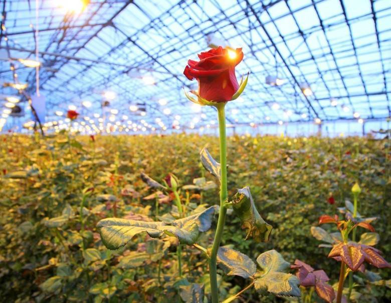 Выращивание роз как бизнес