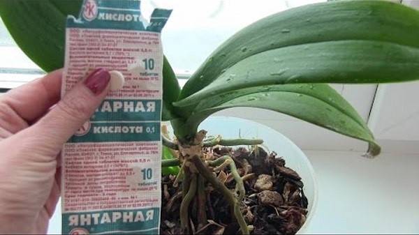 Зеленая аптека для орхидей – янтарная кислота