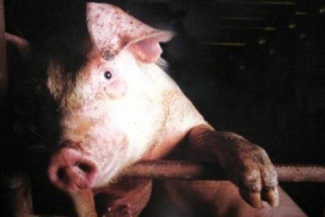 Как протекает болезнь рожа у свиней и ее симптомы и лечение