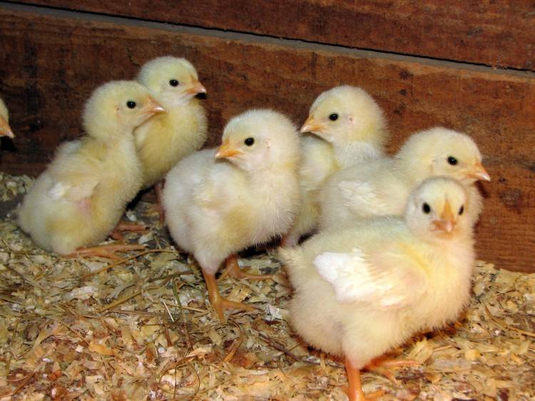 Основы правильного ухода за суточными цыплятами