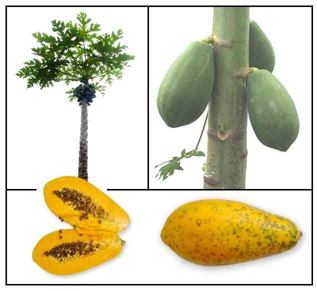 Дынное дерево: правила выращивания папайи из семян