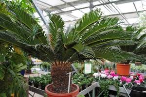 Тропическая пальма в домашних условиях: какие виды можно вырастить в квартире и какой уход им требуется?