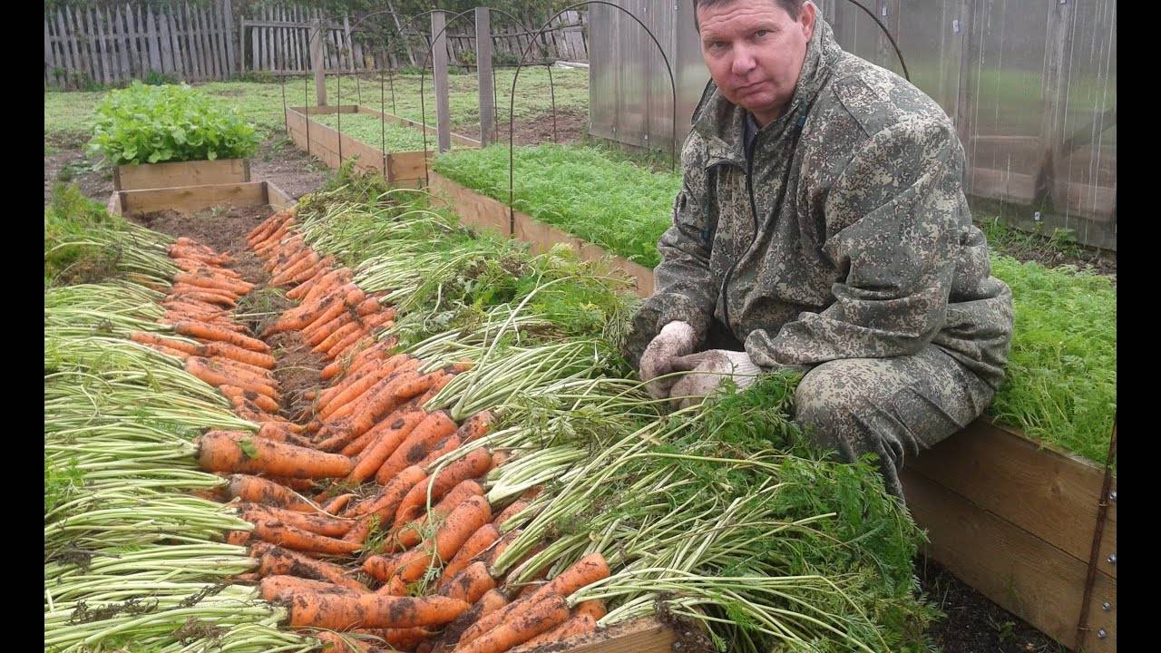 Какую землю любит морковь и как без ошибок подготовить грядку под нее?