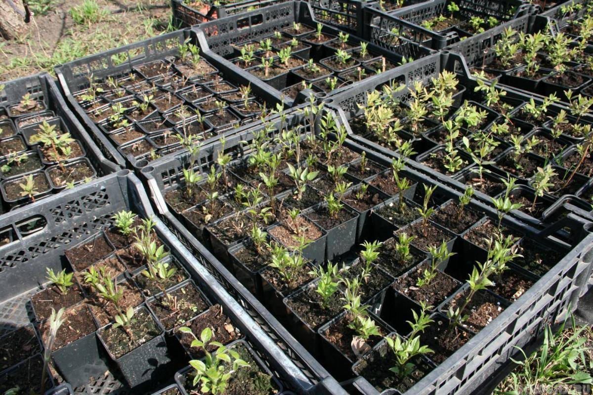 Клематис: размножение семенами, особенности посадки в грунт, правила ухода и рекомендации специалистов