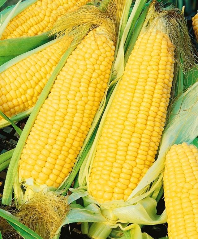 Сахарная кукуруза — царица полей и ценный деликатес на столе
