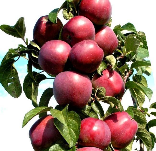 Правильная посадка колоновидной яблони