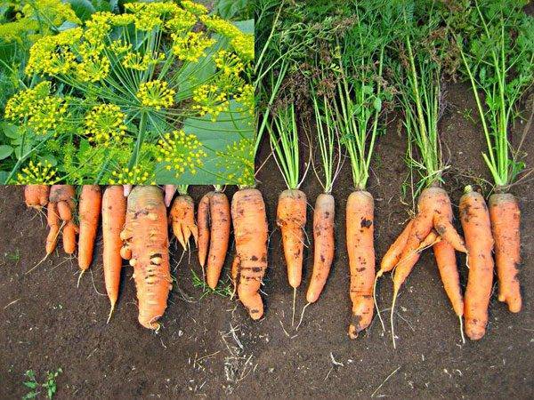 Что посадить рядом с морковью в открытом грунте на одной грядке