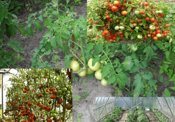 Необычная агротехника: выращивание помидоров по методу и. м. маслова