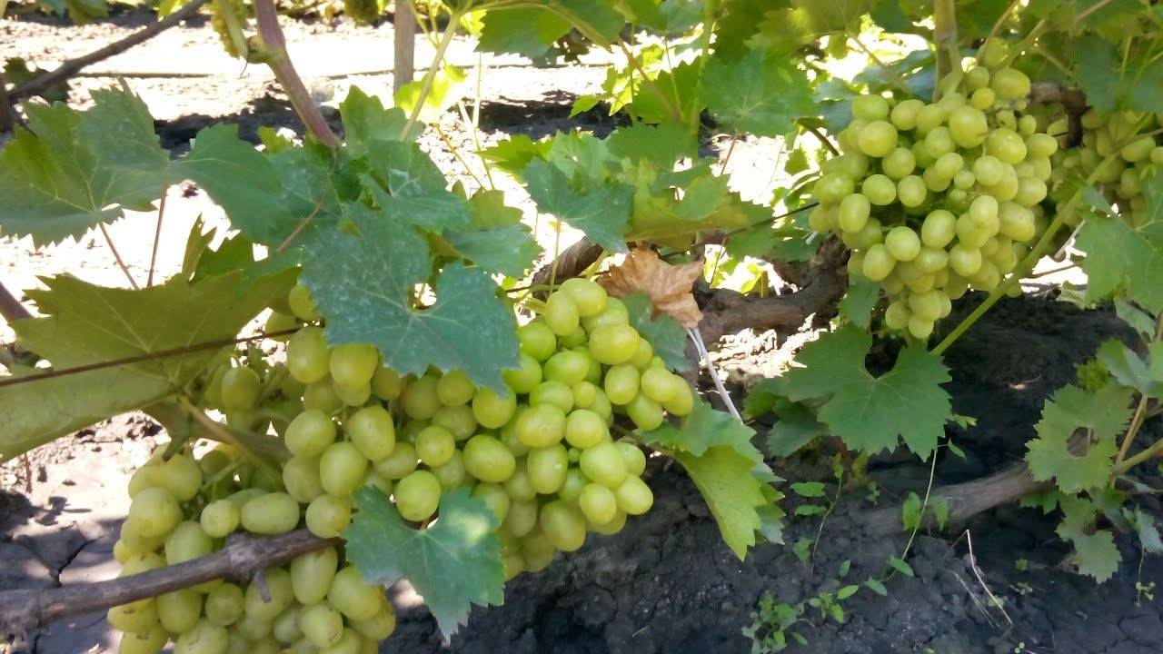 Список лучших фунгицидов для обработки винограда от болезней