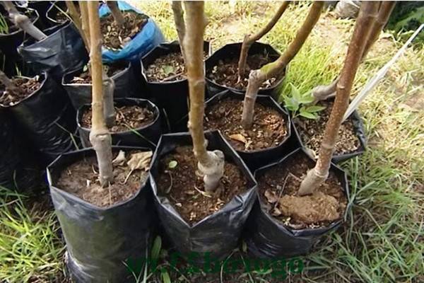 Как правильно сажать малину: пошаговая инструкция для начинающих. схема посадки малины
