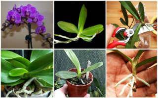 Все способы размножения орхидеи фаленопсис в домашних условиях