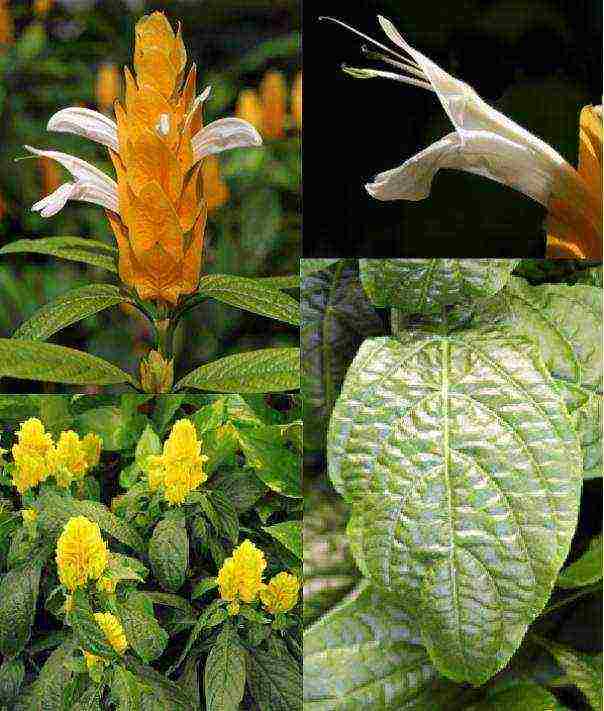 Секреты комнатного цветоводства: как вырастить цветок пахистахис в доме