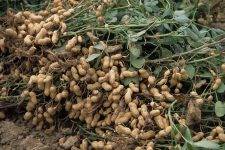Как выращивать арахис на огороде в украине