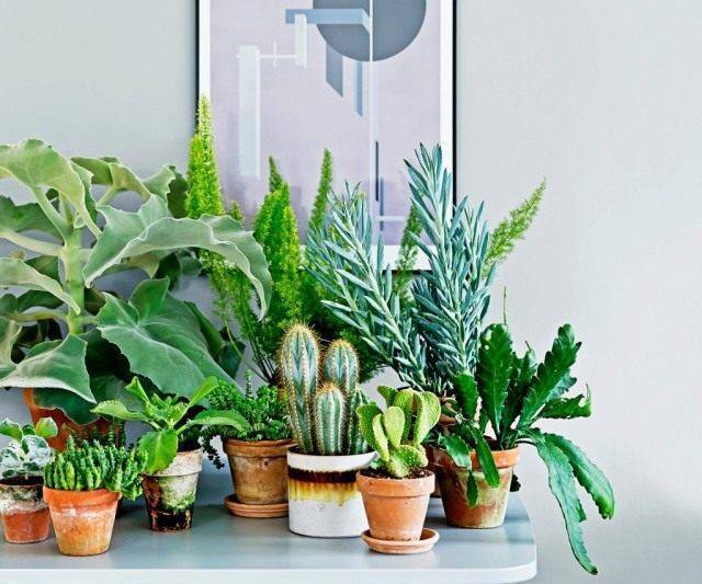 25 комнатных растений, которые полезно иметь в доме