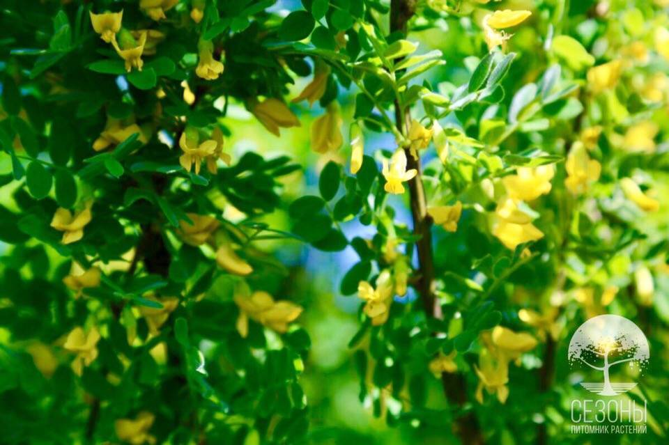 Альбиция — экзотическое дерево, которое можно вырастить в наших садах